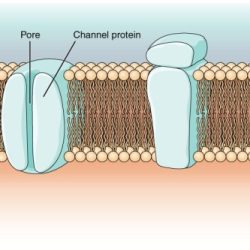 Always involves channel membrane spanning proteins