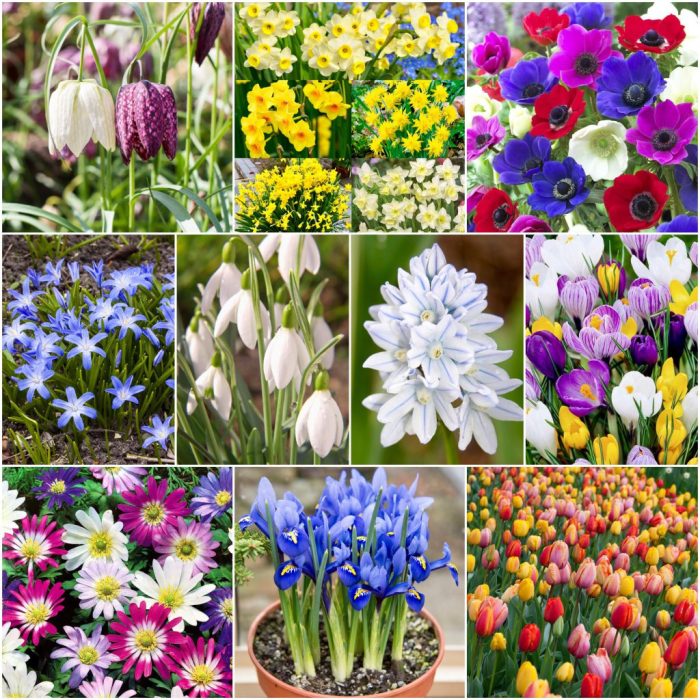 Spring bulbs identifying flower bulbs pictures