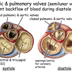 Heart cardiac blood respiratory circulatory system systems figure diastole cycle function muscle which biology systole ventricular atrial pumping during atria