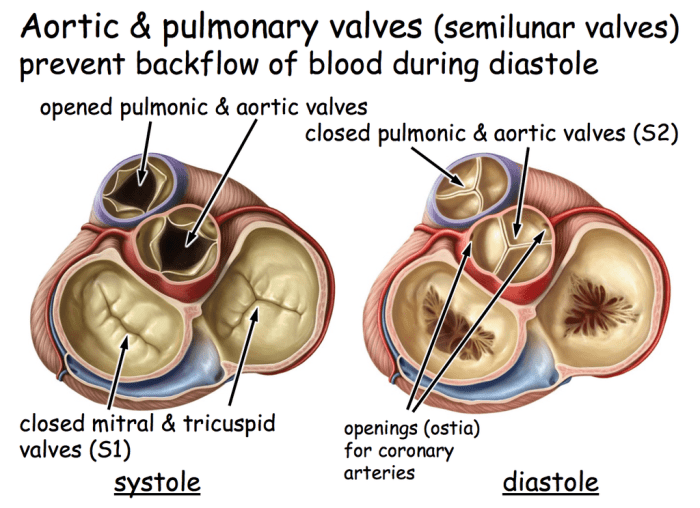 Heart cardiac blood respiratory circulatory system systems figure diastole cycle function muscle which biology systole ventricular atrial pumping during atria