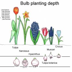 Bulbs planting plant spring depth bulb guide identification flowers garden plants flowering now blooms daffodil fall