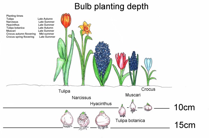 Bulbs planting plant spring depth bulb guide identification flowers garden plants flowering now blooms daffodil fall