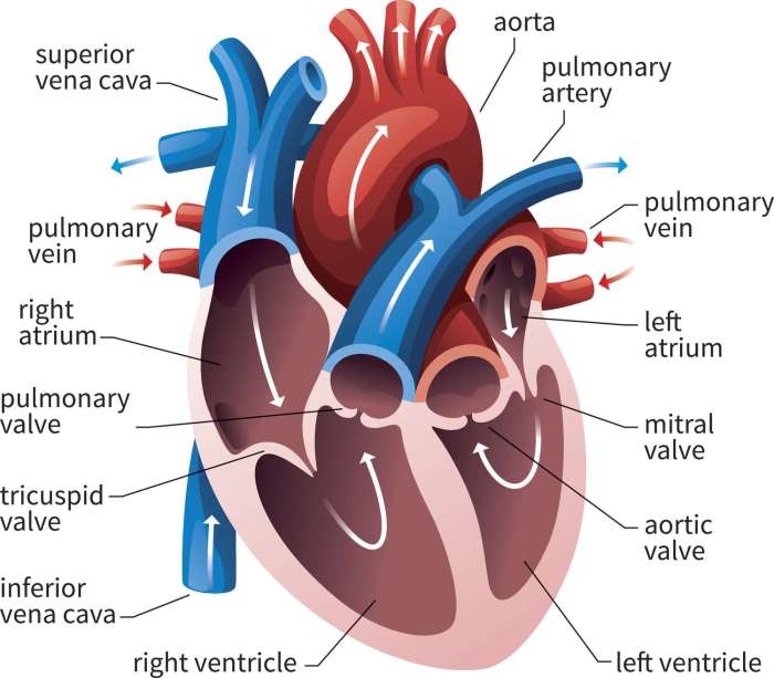 Select all that occur during ventricular systole